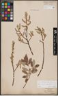 Foto von Salix caprea L. x Salix eleagnos Scop.